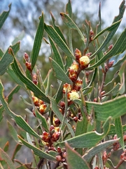 Hakea laevipes
