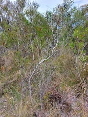 Hakea laevipes