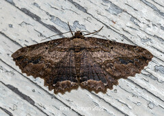 Menophra subplagiata