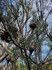 Hakea propinqua