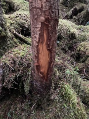 Odocoileus hemionus sitkensis