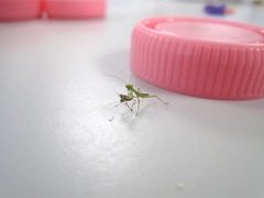 Miomantis caffra