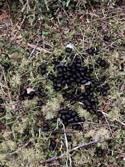 Odocoileus hemionus sitkensis