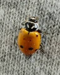 Hippodamia convergens