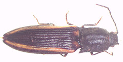 Parasaphes