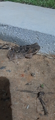 Rhinella diptycha