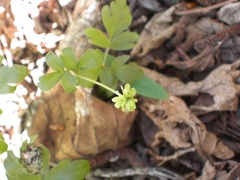 Adoxa moschatellina