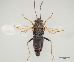 Nysius