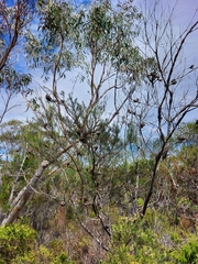 Hakea propinqua