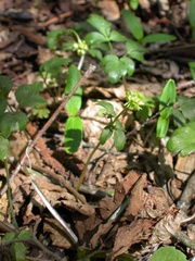 Adoxa moschatellina