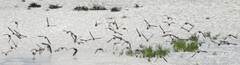 Calidris alpina