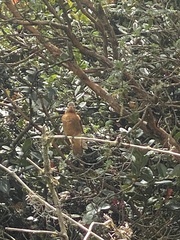 Aglaeactis cupripennis