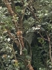 Aglaeactis cupripennis