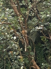 Aglaeactis cupripennis