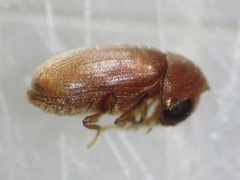 Ptinidae