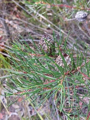Hakea propinqua