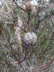 Hakea propinqua