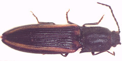 Parasaphes