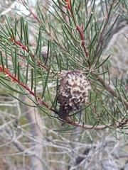 Hakea propinqua