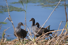 Rallidae
