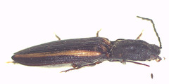 Parasaphes