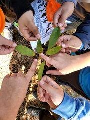 Phytophthora ramorum