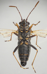 Nysius