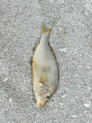 Orthopristis chrysoptera