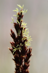Machaerina teretifolia