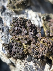 Collema nigrescens