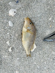 Orthopristis chrysoptera