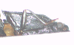 Parasaphes