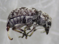 Anthribidae