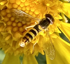 Sphaerophoria sulphuripes