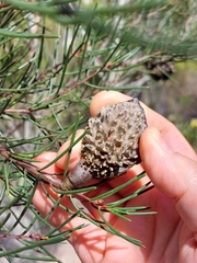 Hakea propinqua