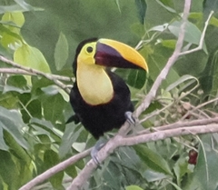 Ramphastos ambiguus