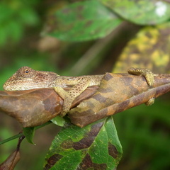 Bradypodion damaranum