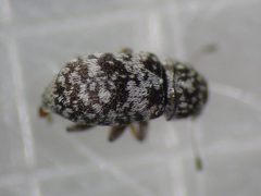 Anthribidae