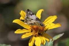 Heliopetes omrina