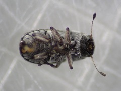 Anthribidae