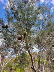 Hakea propinqua