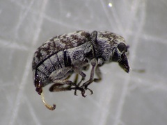 Anthribidae