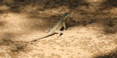 Tropidurus catalanensis