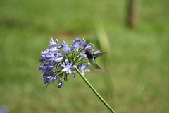 Thalurania furcata