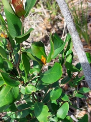 Persoonia laurina