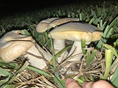 Macrocybe titans