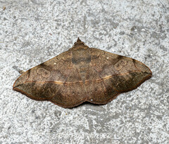 Anticarsia