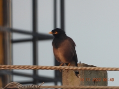 Acridotheres tristis