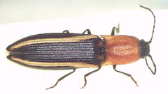 Parasaphes