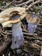 Cortinarius seidliae